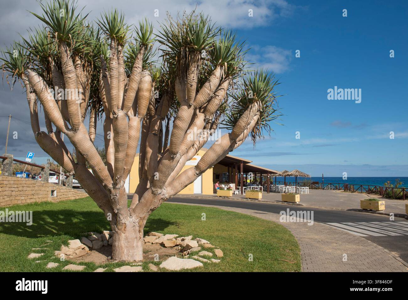 L’albero di drago si erge sulla spiaggia di Calheta sull’isola di Porto Santo nella regione nord-orientale del Portogallo, vicino all’Oceano Atlantico del Nord Foto Stock