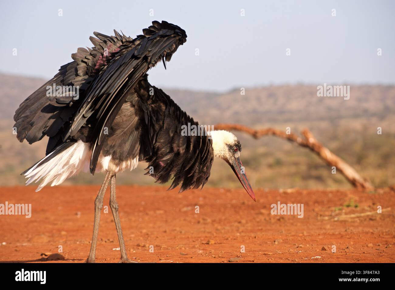 Cigogna africana dal collo lanoso distende le ali e arruffa il collo nella riserva di caccia di Zimanga, Sudafrica Foto Stock