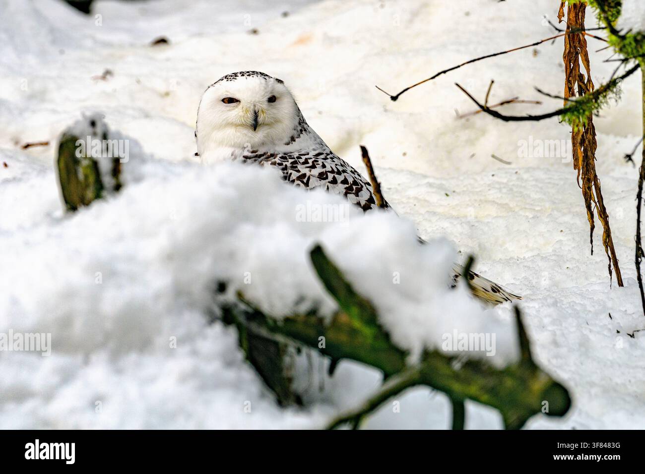 Il gufo delle nevi si riposa in un paesaggio coperto di neve durante l'inverno in Finlandia Foto Stock