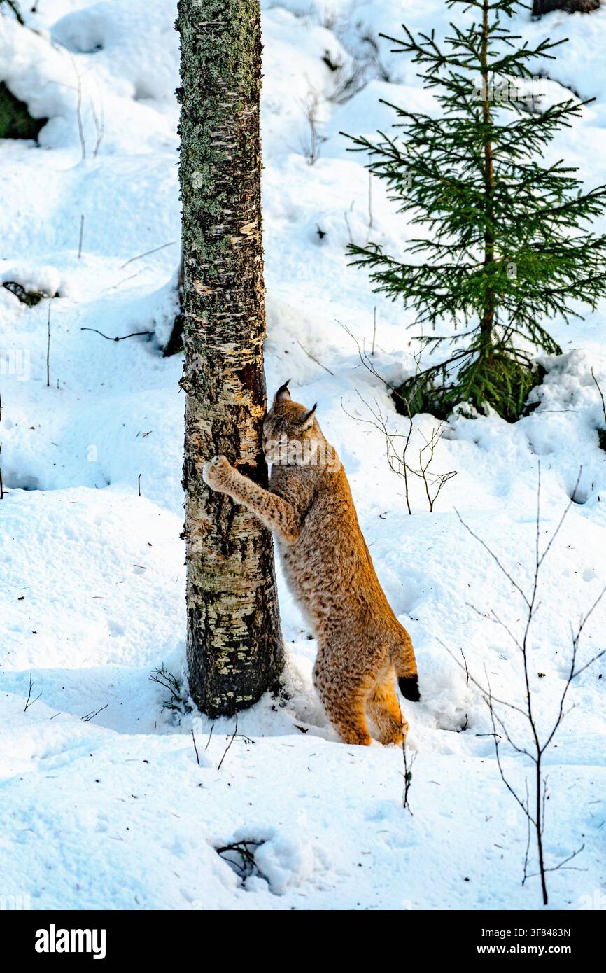 Lince che si spulcia in una foresta innevata durante l'inverno nella natura selvaggia della Finlandia Foto Stock