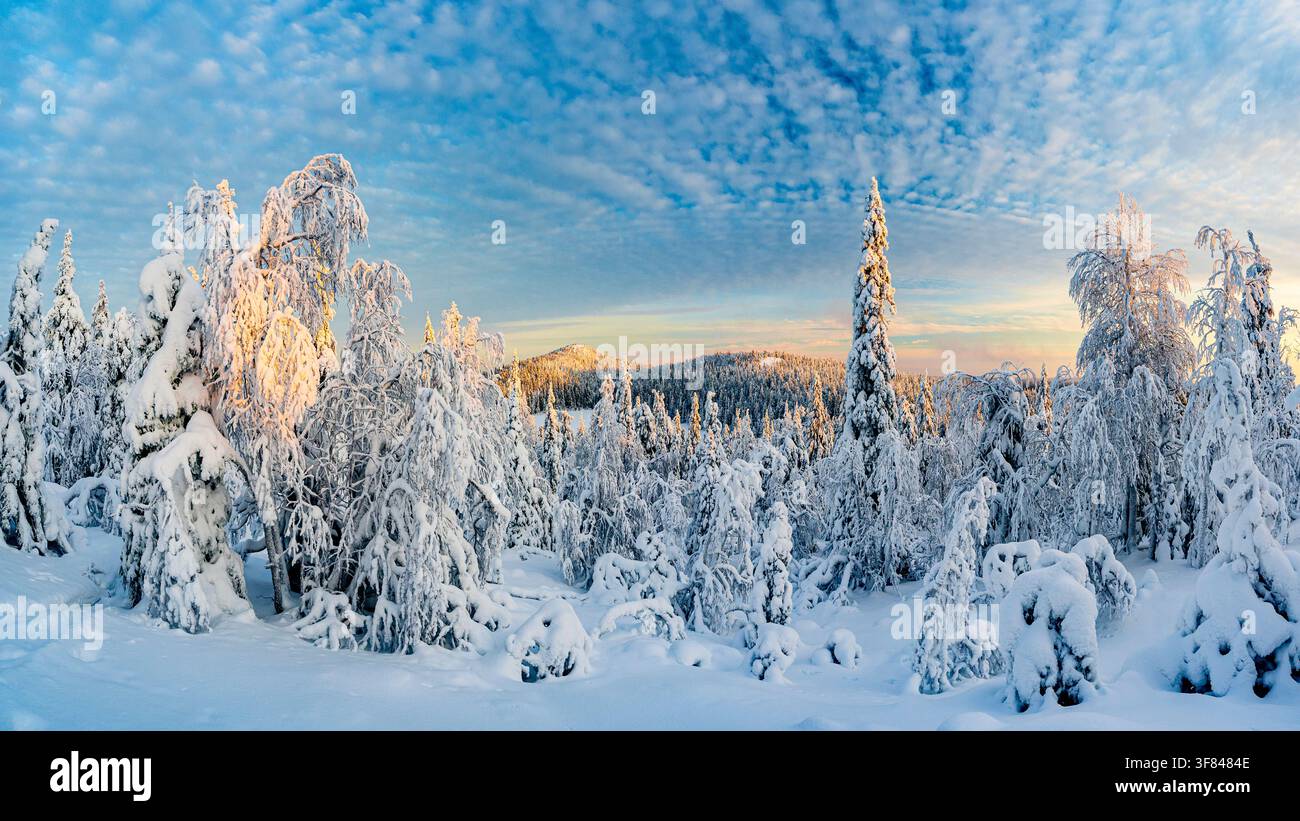 Alberi innevati e luce dorata nella foresta boreale all'alba in Lapponia, Finlandia Foto Stock