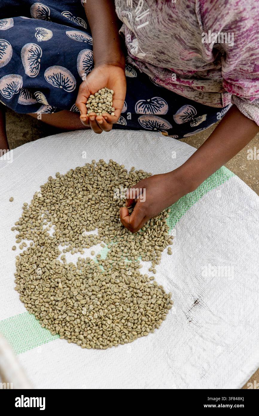 Smistamento di chicchi di caffè in un mulino a secco nel Kivu, Ruanda Foto Stock