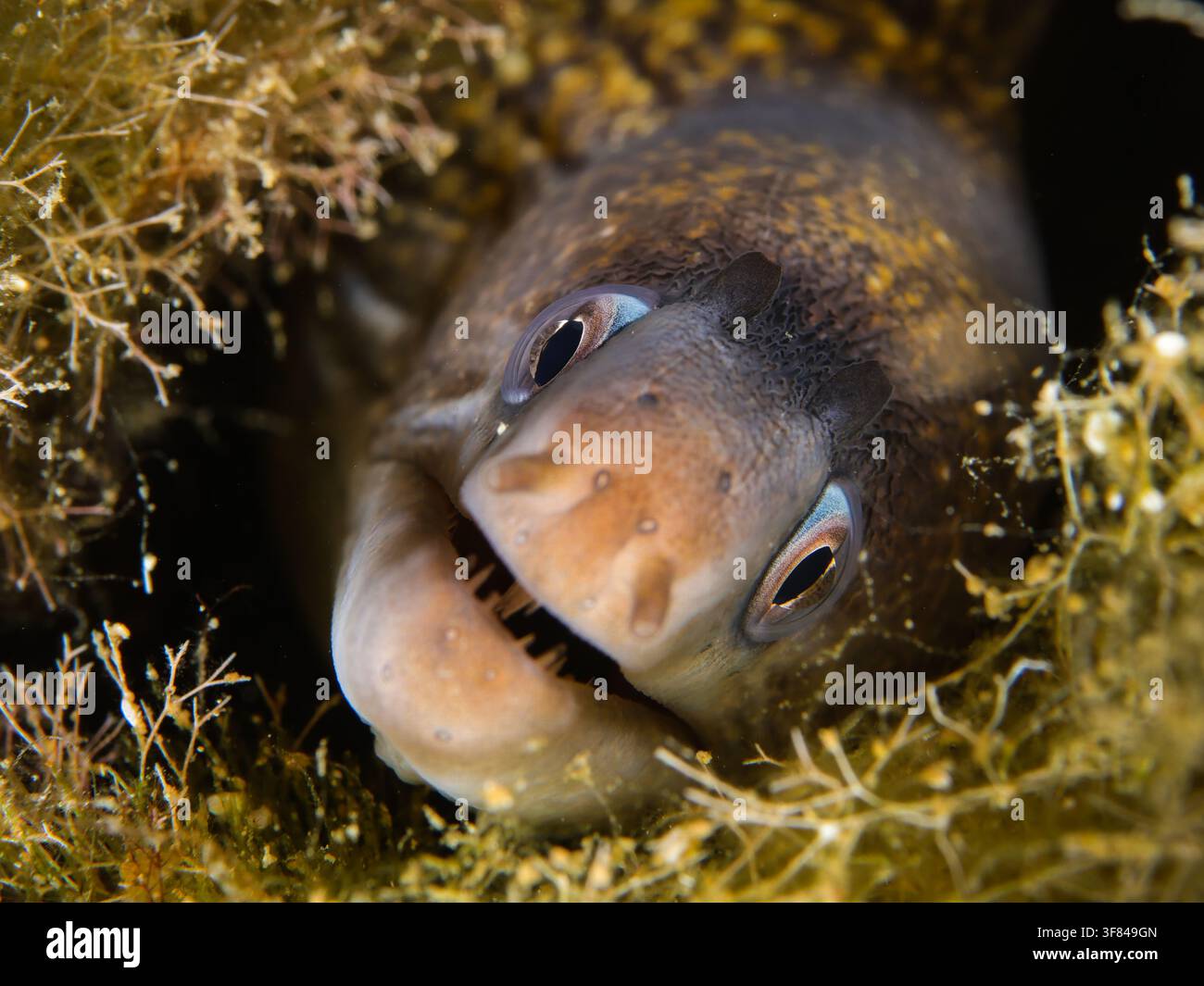 Muraena helena Foto Stock