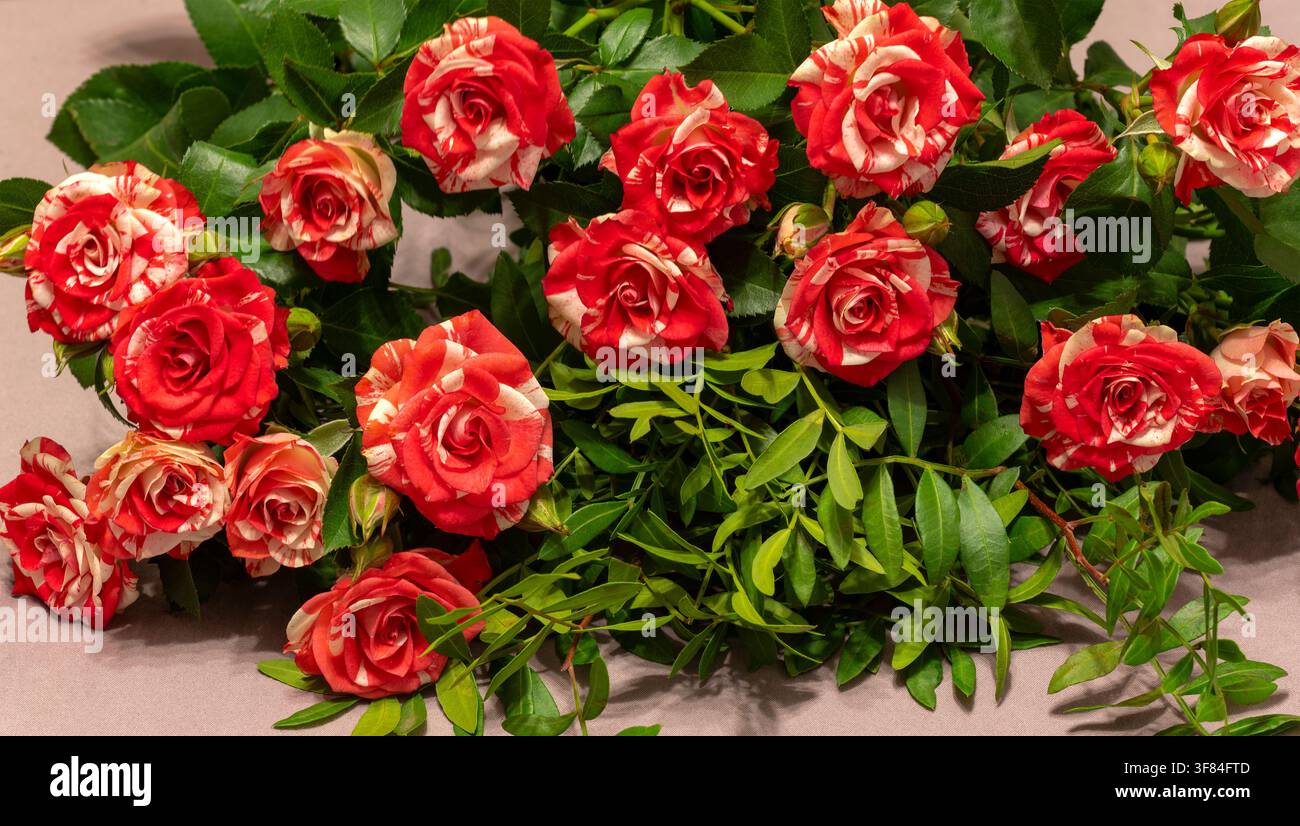 Boccioli di rosa miniatura rosa in un mazzo sono in primo piano Foto Stock