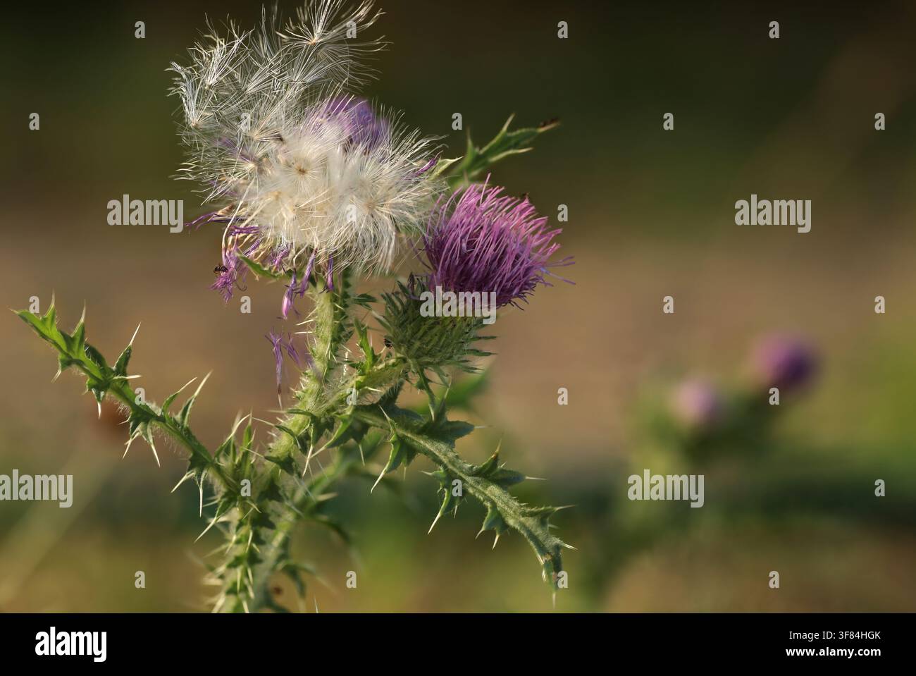 Cardo con fiori viola e capolini bianchi Foto Stock
