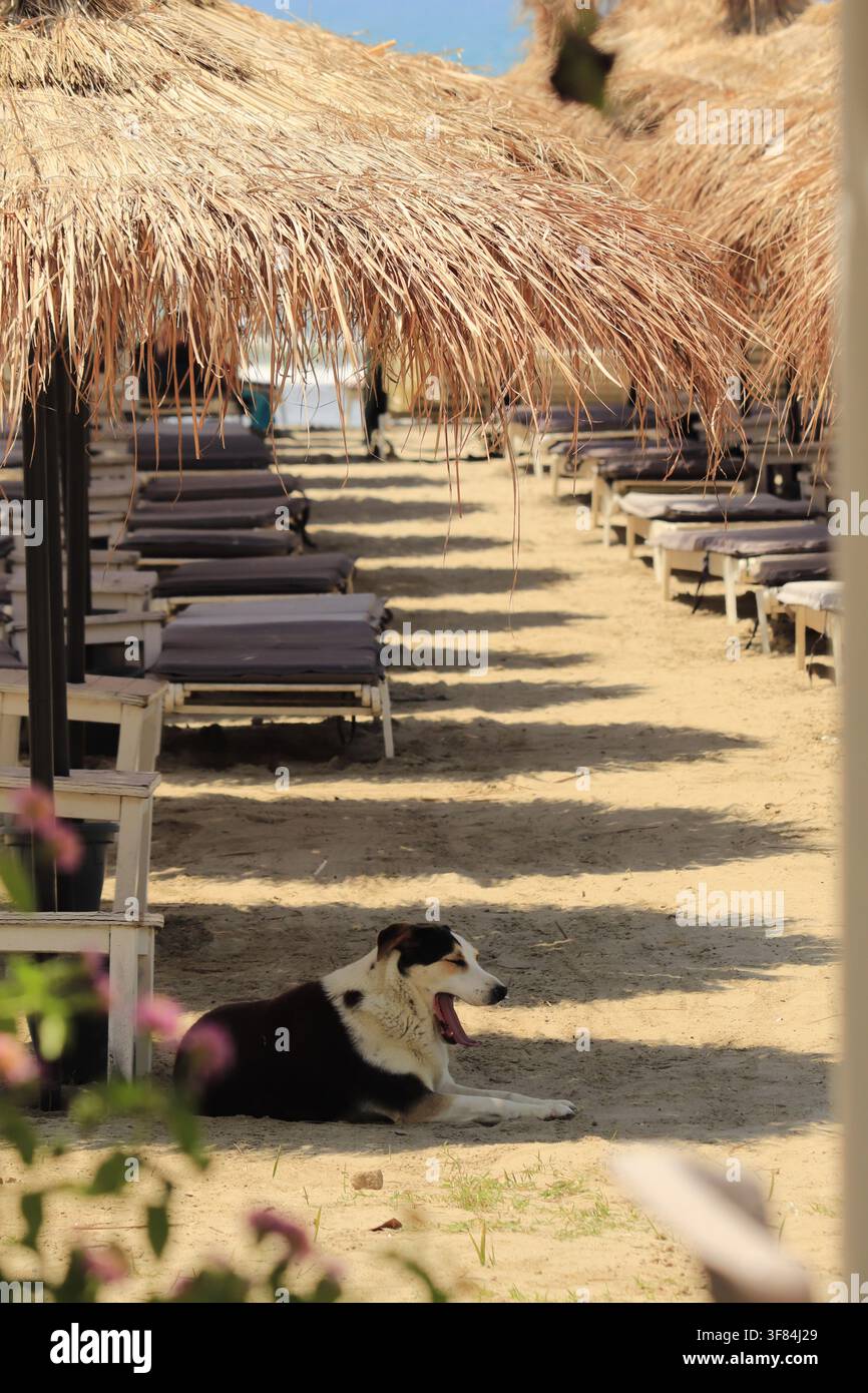 Vacanza estiva e relax su una spiaggia di sabbia, un cane che sbadiglia all'ombra di un ombrellone di paglia. File di lettini vuoti allineano la spiaggia, creando Foto Stock