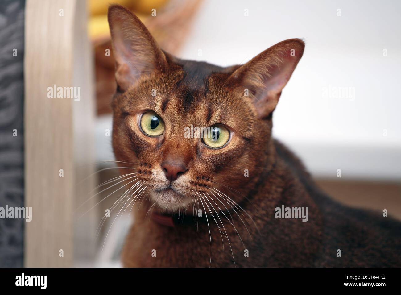 Stupendo ritratto di un gatto Abissino purosangue con grandi orecchie e pelo lucido, catturato in Lettonia. Foto Stock