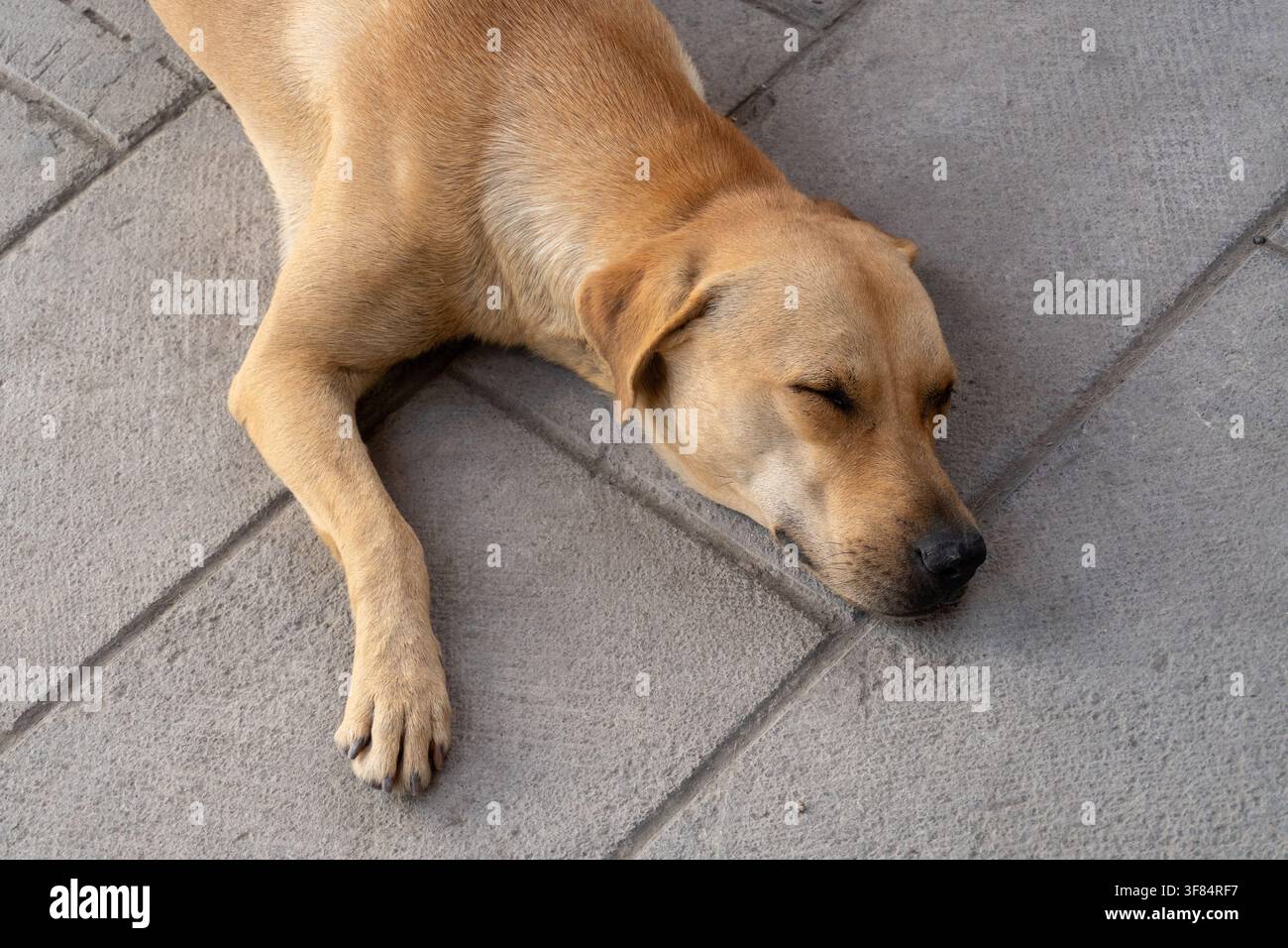 Cane marrone chiaro sdraiato pacificamente su una superficie lastricata, che trasmette calma e relax. Foto Stock