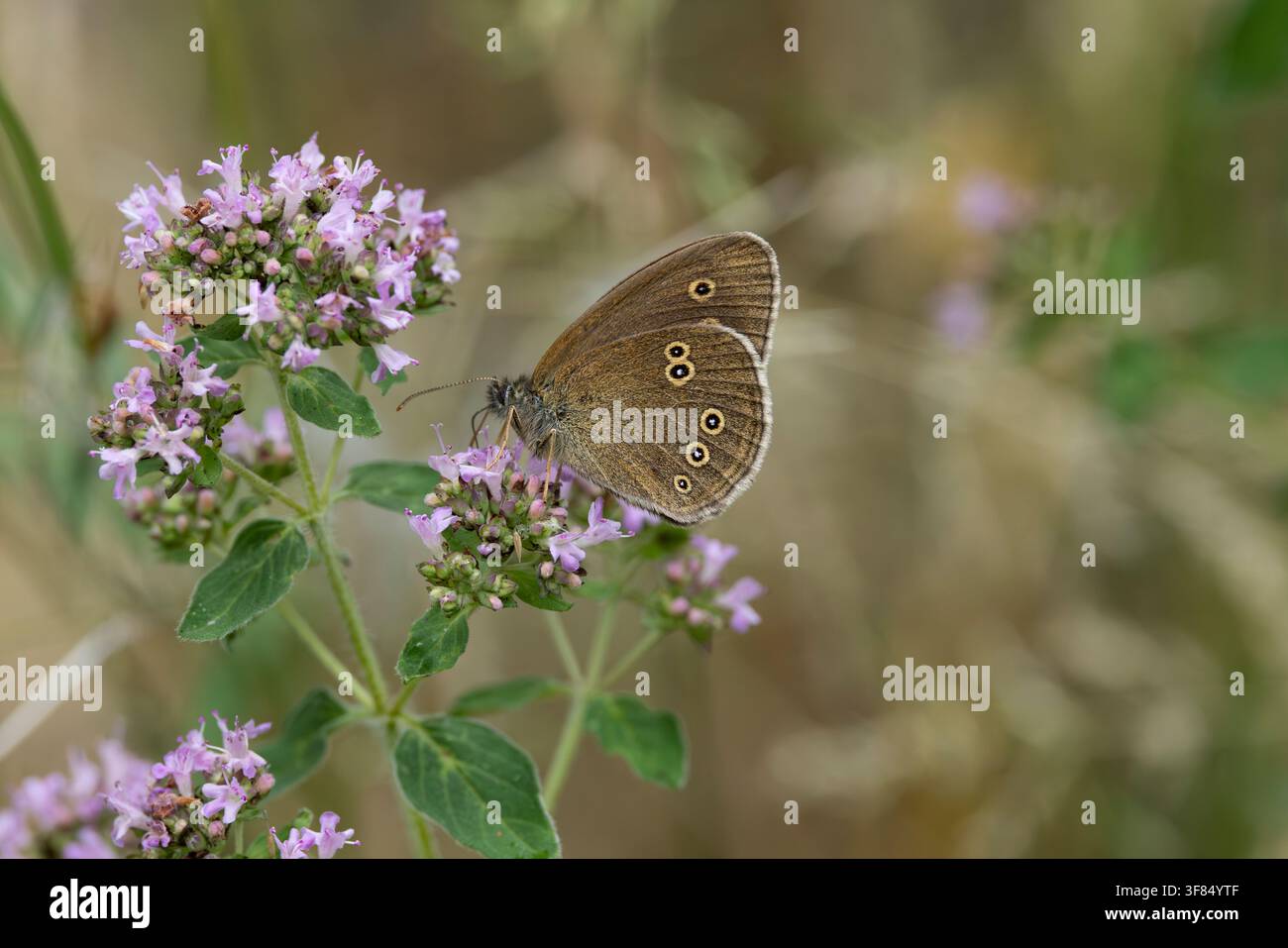 Farfalla della foresta marrone (Aphantopus hyperantus) appollaiata su una foglia verde, trovata nello Steigerwald in Baviera, Germania Foto Stock