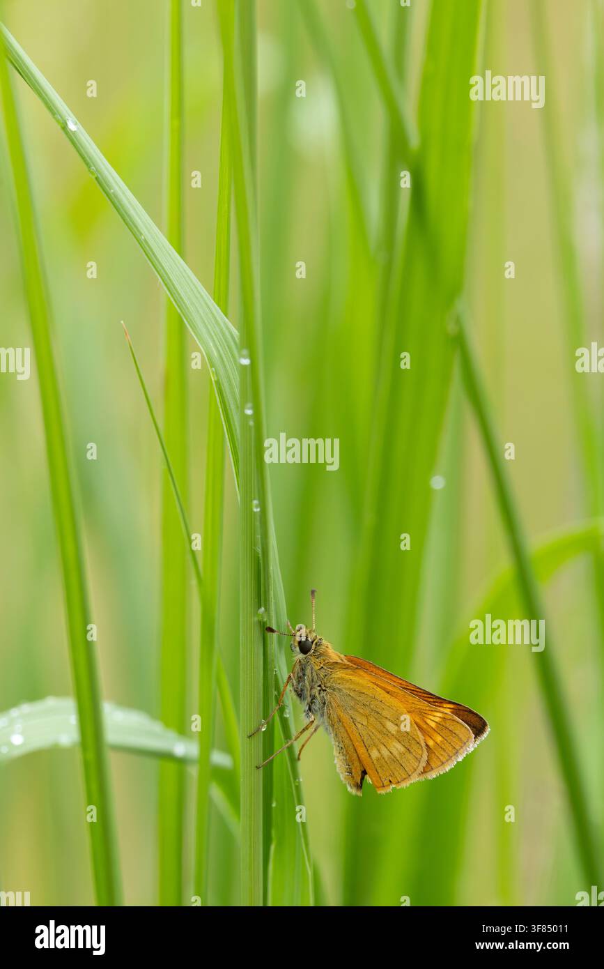 Grande cavallino (Ochlodes sylvanus) appollaiato sull'erba, trovato nello Steigerwald in Baviera, Germania Foto Stock