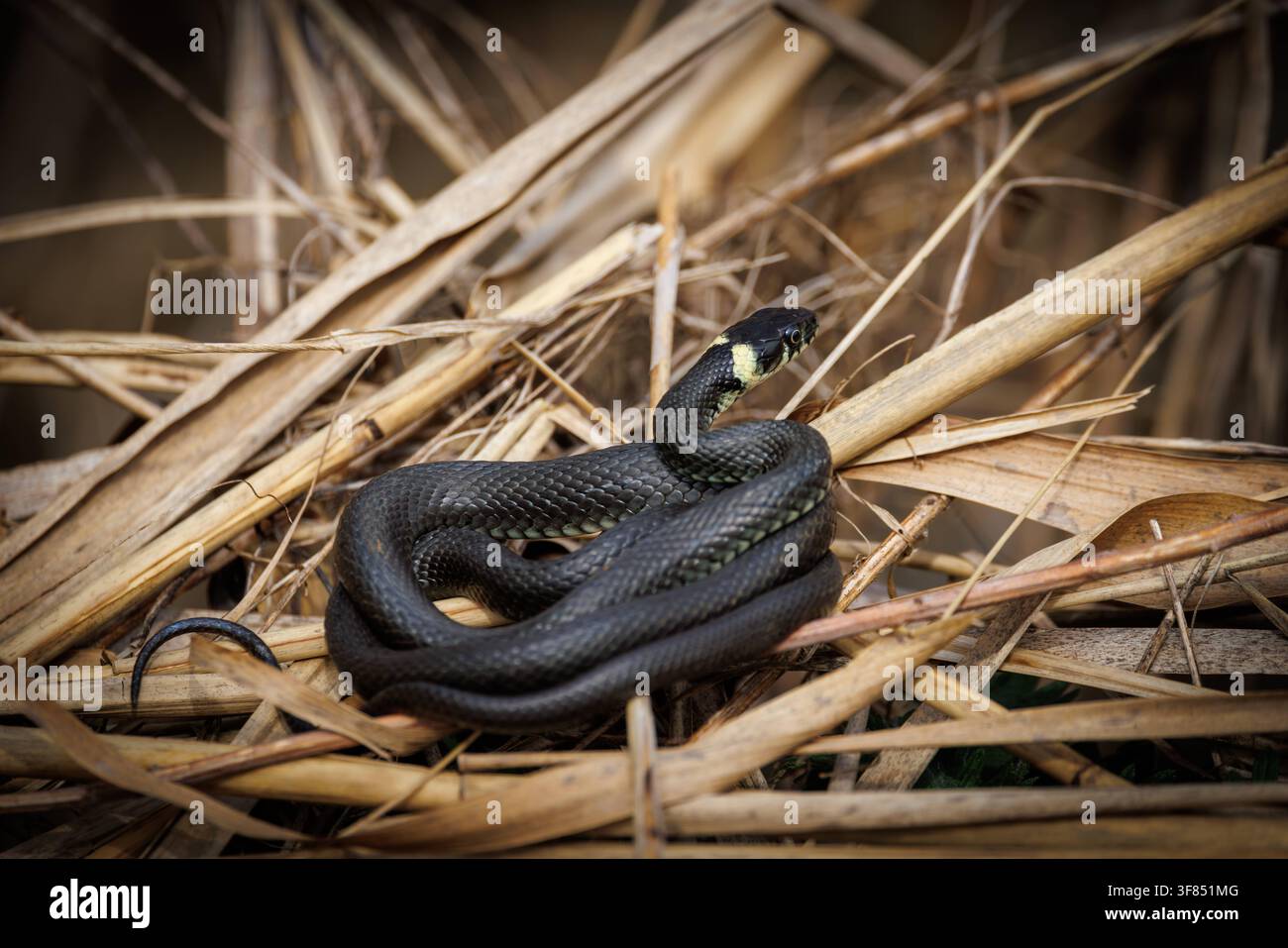 Un serpente tra piante e canne secche, fotografato il 12 aprile 2026. *** Un serpente tra piante e canne secche, fotografato il 12 aprile, Foto Stock