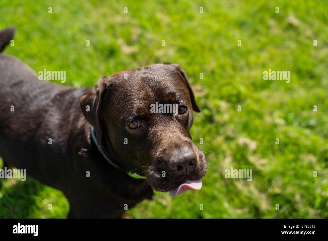 Canino labrador cioccolato marrone giocoso che lecca il naso con un'espressione facciale divertente, in piedi su un prato soleggiato durante una giornata estiva all'aperto Foto Stock