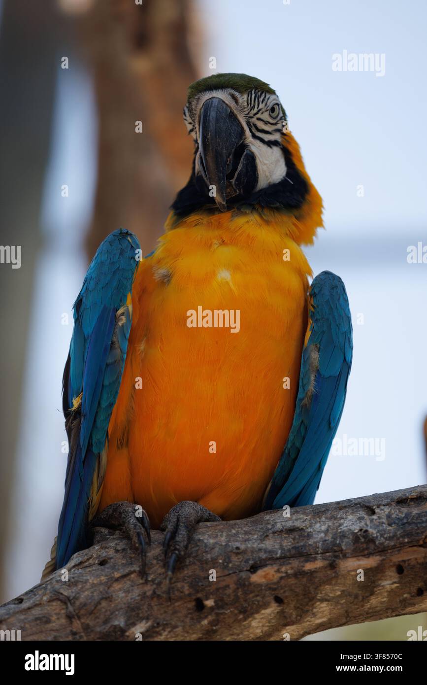 Psittaco blu e giallo appollaiato su un ramo, rivolto verso la fotocamera con le ali ripiegate. Foto Stock