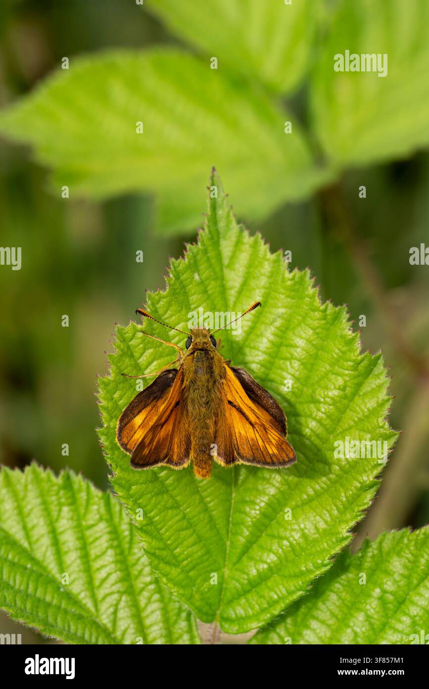 Grande Skipper Ochlodes sylvanus, vista frontale di un maschio imago posato su una foglia di rovo, Nottinghamshire, UK, giugno Foto Stock