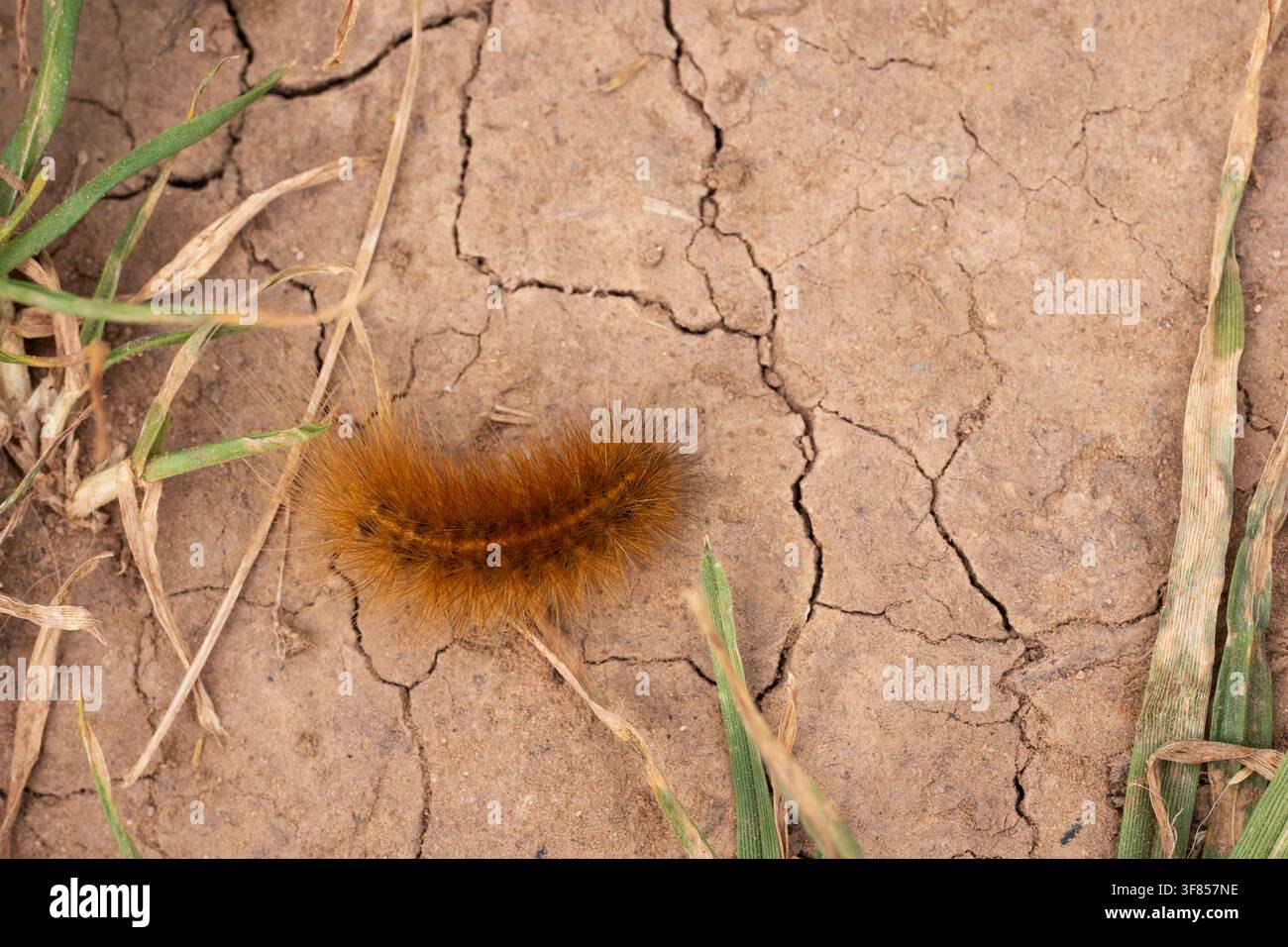 Tigre rubino Phragmatobia fuliginosa, vista dall’alto di una larva adulta che si muove su terreno secco, Nottinghamshire, Regno Unito, giugno Foto Stock