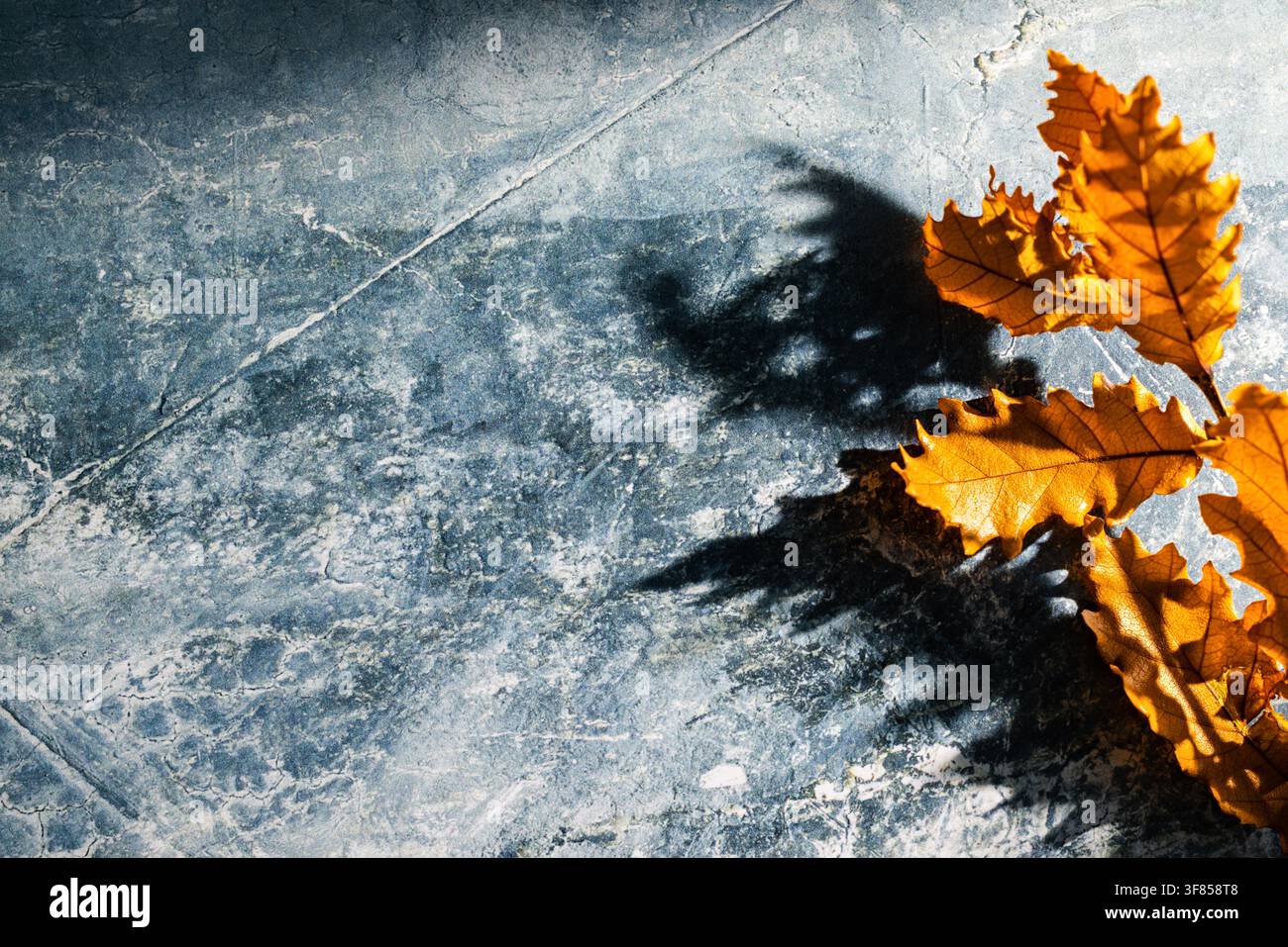 Foglie di quercia dorate nell'angolo destro che proiettano ombre intense su uno sfondo blu per poster autunnali e esposizione di prodotti Foto Stock