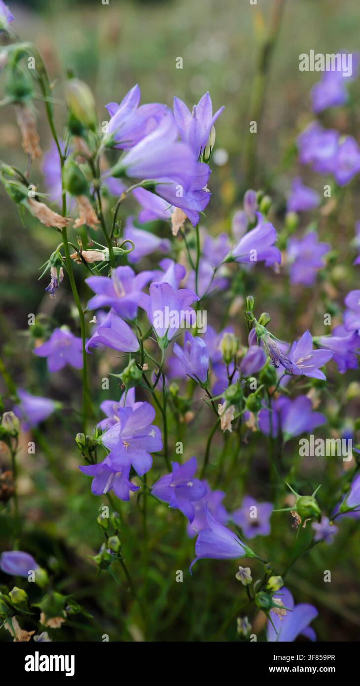 Campanule a fiori di campanella con petali viola, steli sottili e gemme miste che formano una struttura dettagliata di fiori selvatici su uno sfondo sfocato e morbido Foto Stock