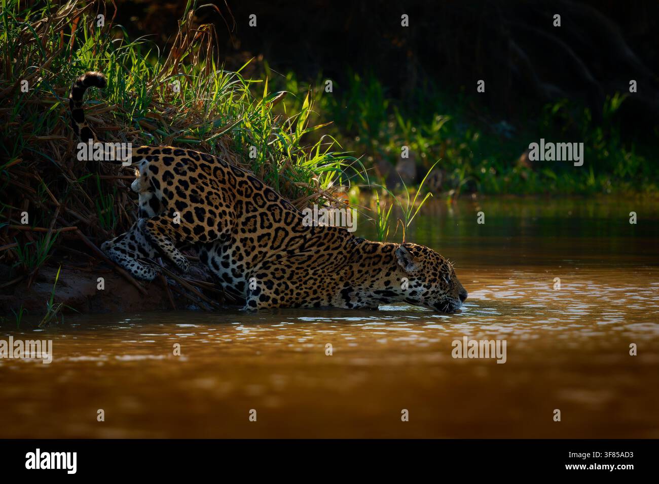 Jaguar, giaguaro americano (Panthera onca) che beve, guada un fiume fangoso alla luce dell’alba, zona umida del Pantanal, Mato Grosso, Brasile. Potente predatore apicale Foto Stock