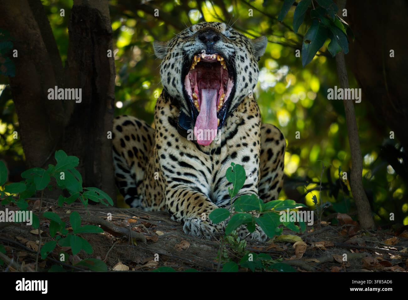 Jaguar, giaguaro americano (Panthera onca) che sbadiglia, bocca spalancata che mostra denti e lingua, con collare di tracciamento GPS per la ricerca sulla conservazione, Pant Foto Stock