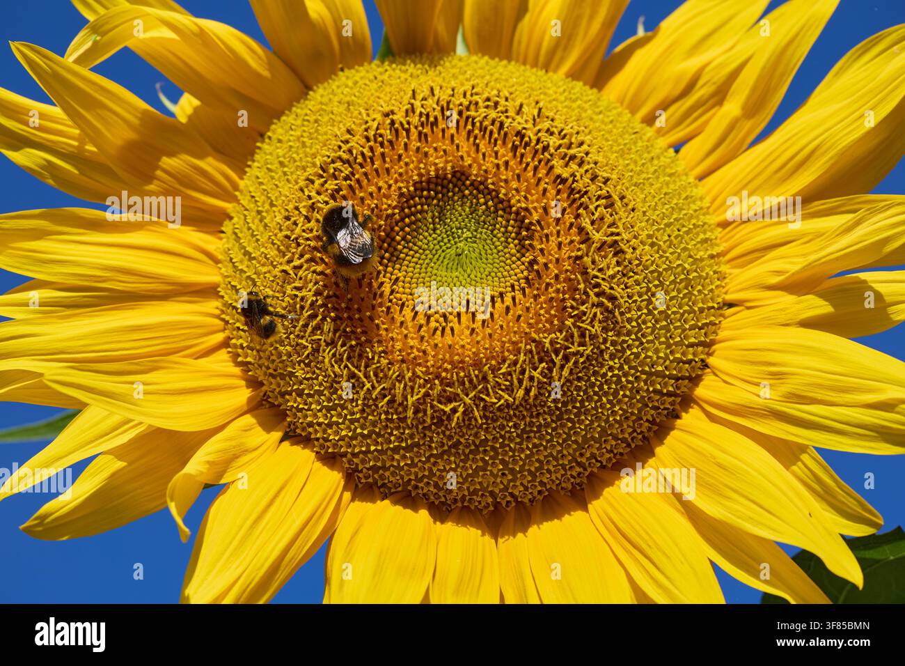 Bombi che raccolgono polline su un girasole luminoso in estate Foto Stock