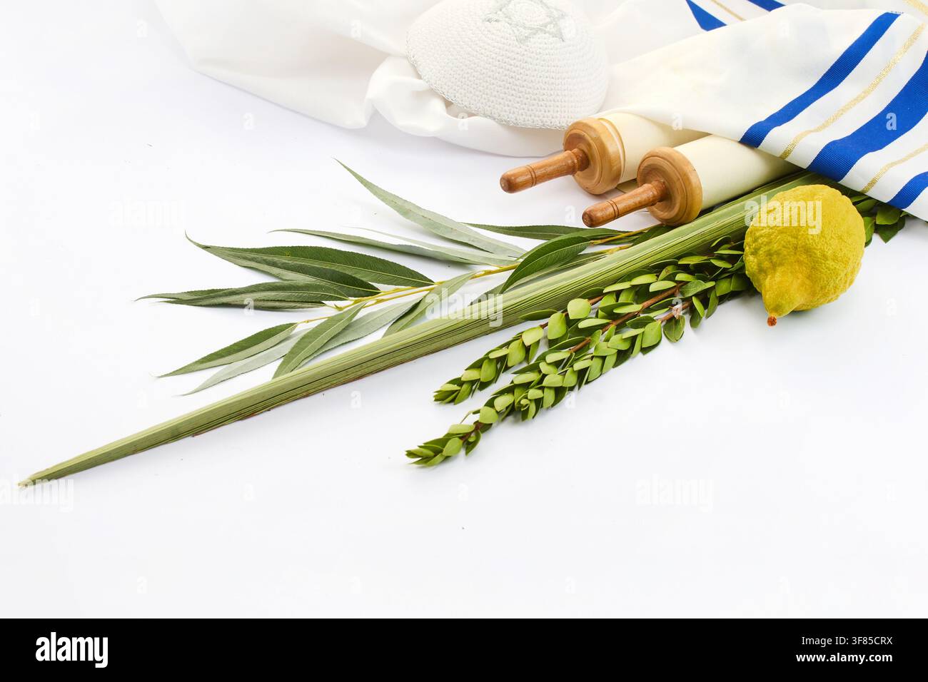 Quattro specie di Sukkot con rotolo della Torah e tallit Foto Stock