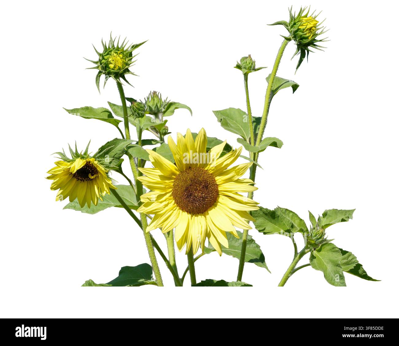 Piante di girasole con fiori in fiore, boccioli non aperti, foglie e steli verdi isolati su sfondo trasparente. Elemento botanico naturale adatto per Foto Stock