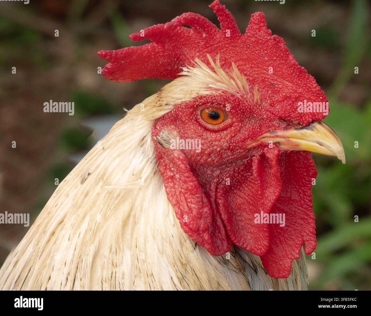 Un pollo da combattimento, spesso allevato per il suo aspetto atletico e può essere utilizzato per lo sport. Foto Stock