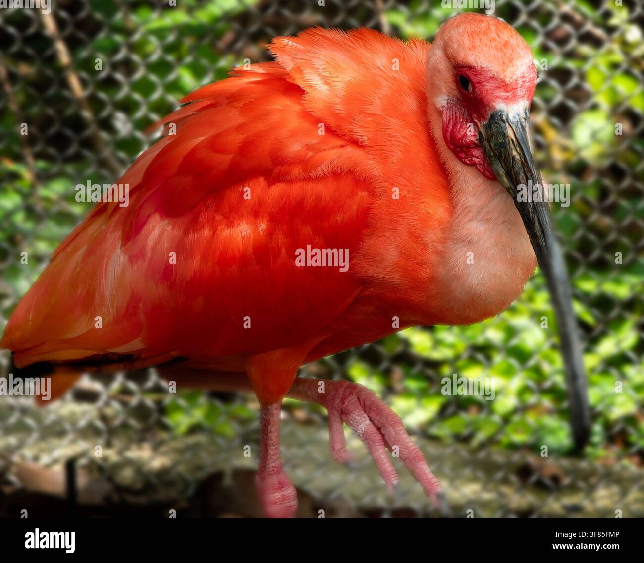 Questo uccello è un ibis scarlatto (Eudocimus ruber), Foto Stock
