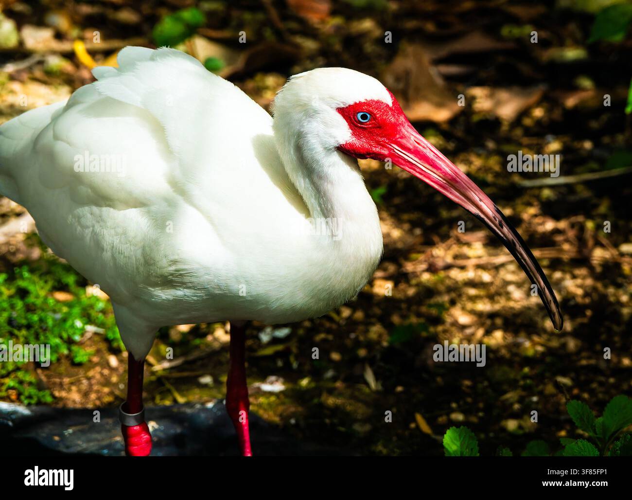 Un ibis bianco americano nella natura selvaggia Foto Stock