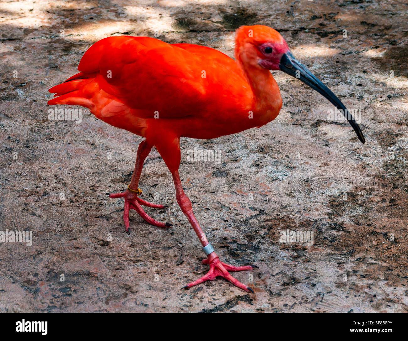 Questo uccello è un ibis scarlatto (Eudocimus ruber), Foto Stock