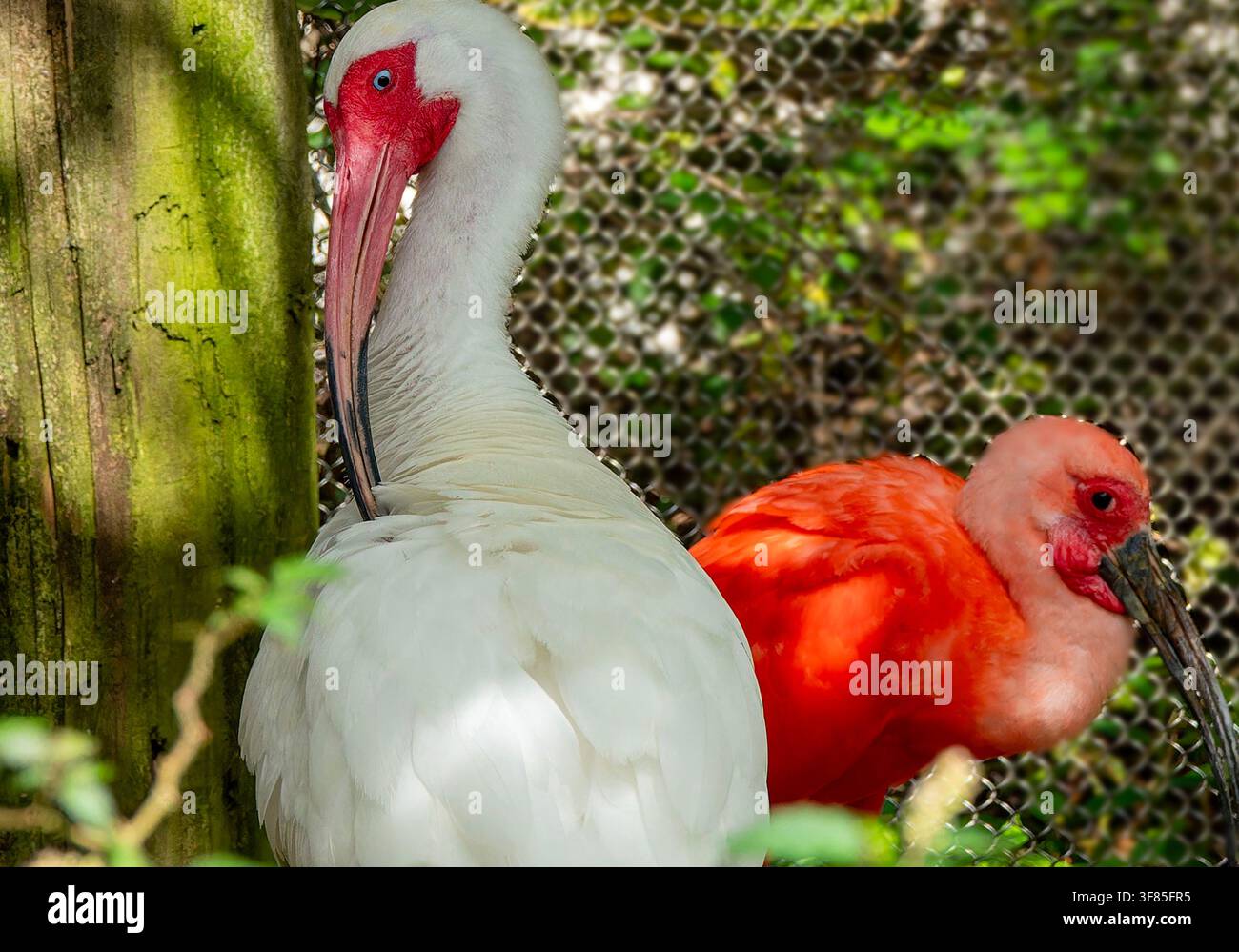 Un Ibis bianco (Eudocimus albus) e un Ibis scarlatto Foto Stock