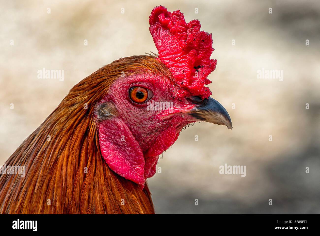 Un gallo grande con i capelli rossi Foto Stock