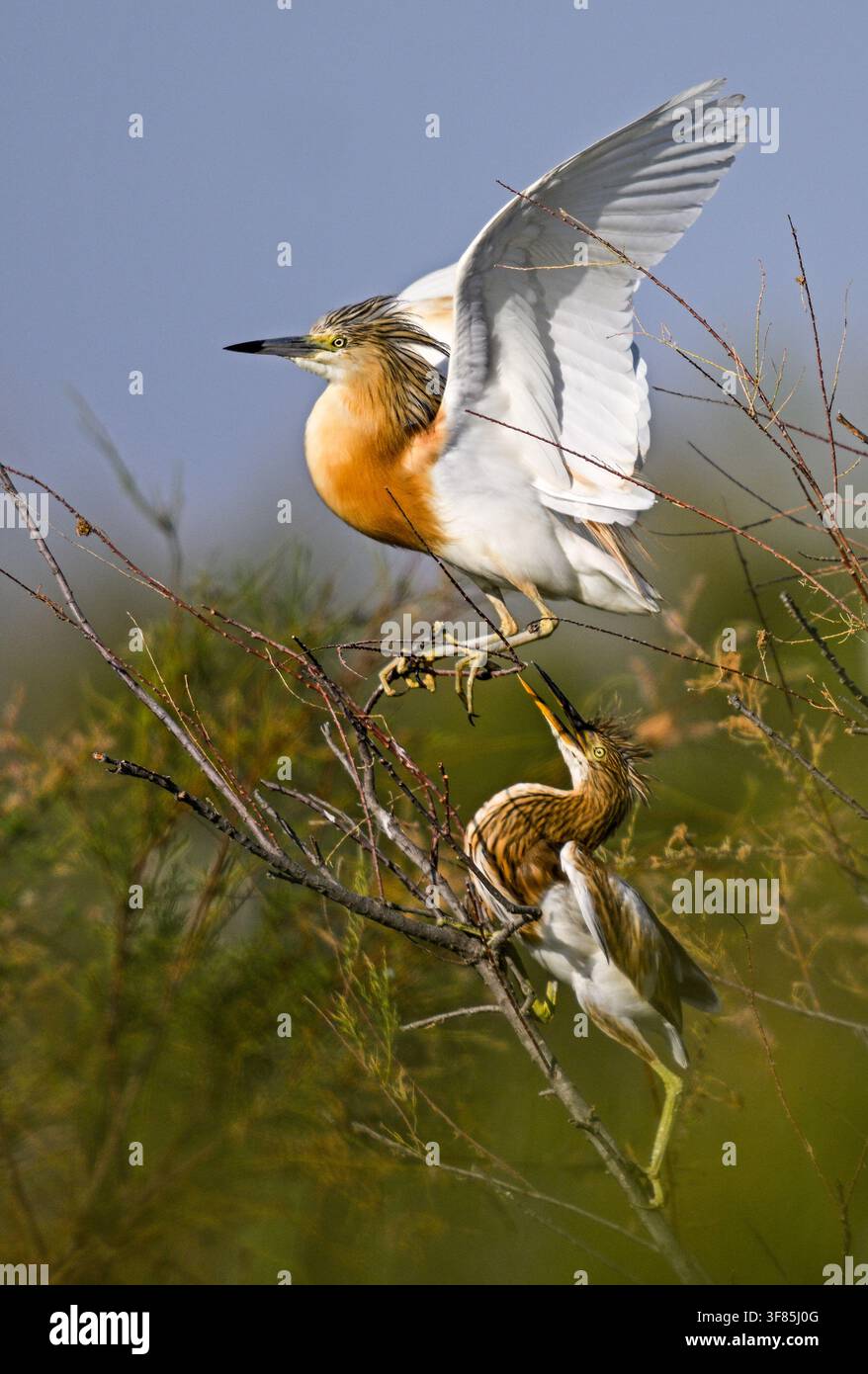 Airone Squacco che fugge mentre il suo giovane persistente chiede cibo Foto Stock