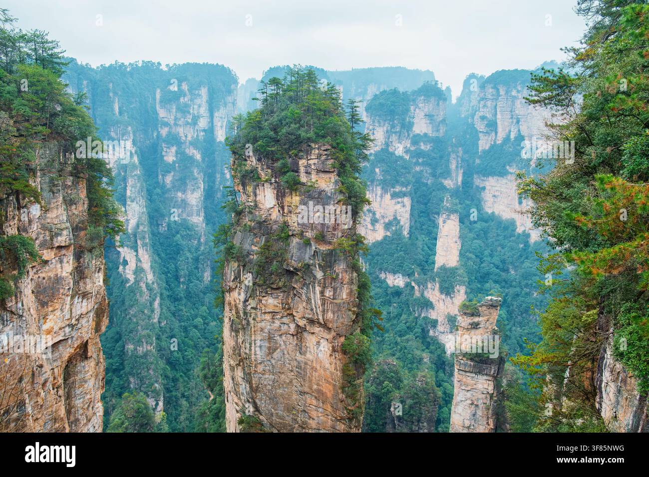 Imponente pilastro di arenaria circondato da drammatiche scogliere boschive e vertici montuosi nebbiosi nell'area panoramica di Yuanjiajie della foresta nazionale di Zhangjiajie Foto Stock