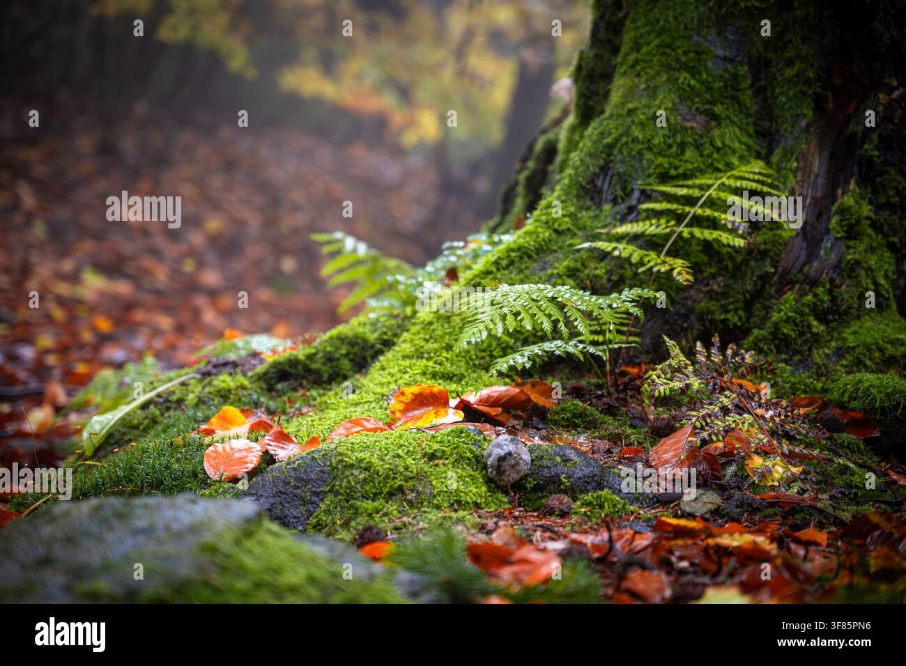 In una foresta autunnale, le felci crescono sul tronco di un albero. Il terreno è coperto di foglie cadute. Una leggera nebbia aleggia nell'aria, aggiungendo un tocco morbido all'ambiente. Foto Stock