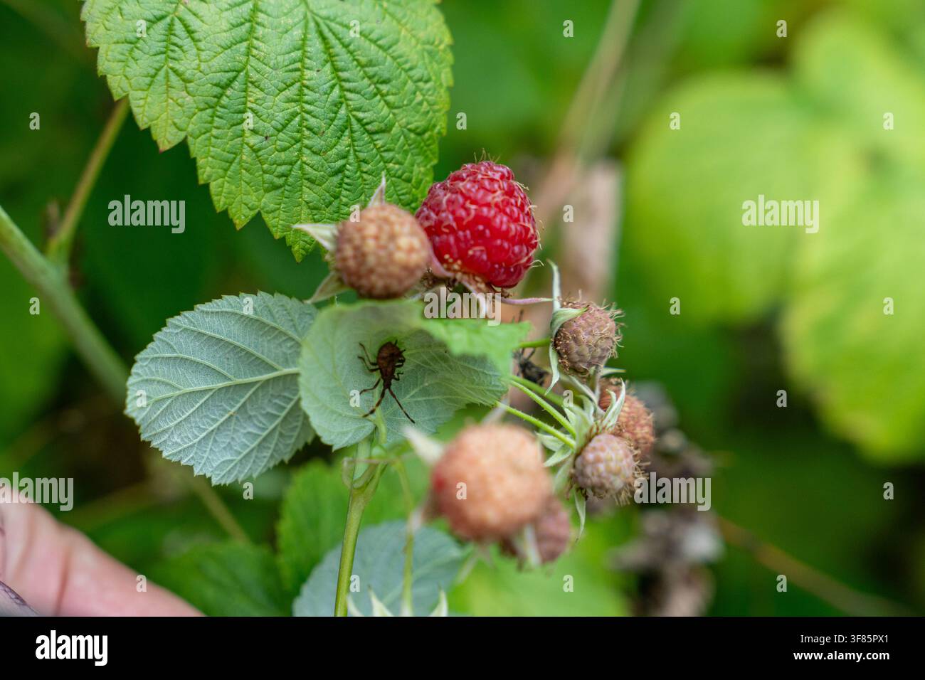 Una tranquilla scena di giardino all'aperto con un primo piano di lamponi rossi vivaci e maturi accanto a bacche marroni immature, circondati da una vegetazione verde rigogliosa Foto Stock