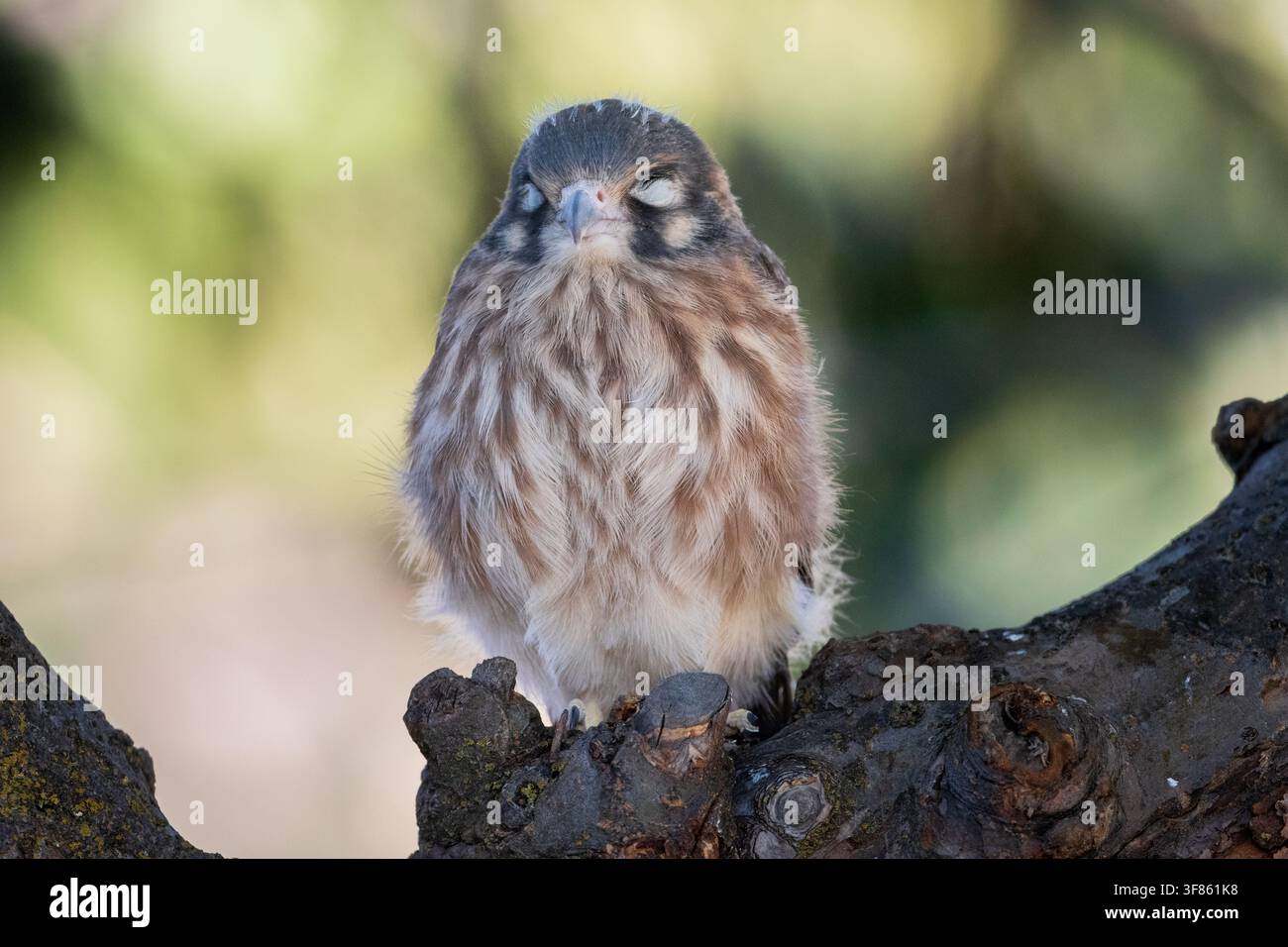 Giovane femmina di falco americano (Falco sparverius) appollaiata con gli occhi chiusi, gonfia su un ceppo coperto di licheni. Foto Stock