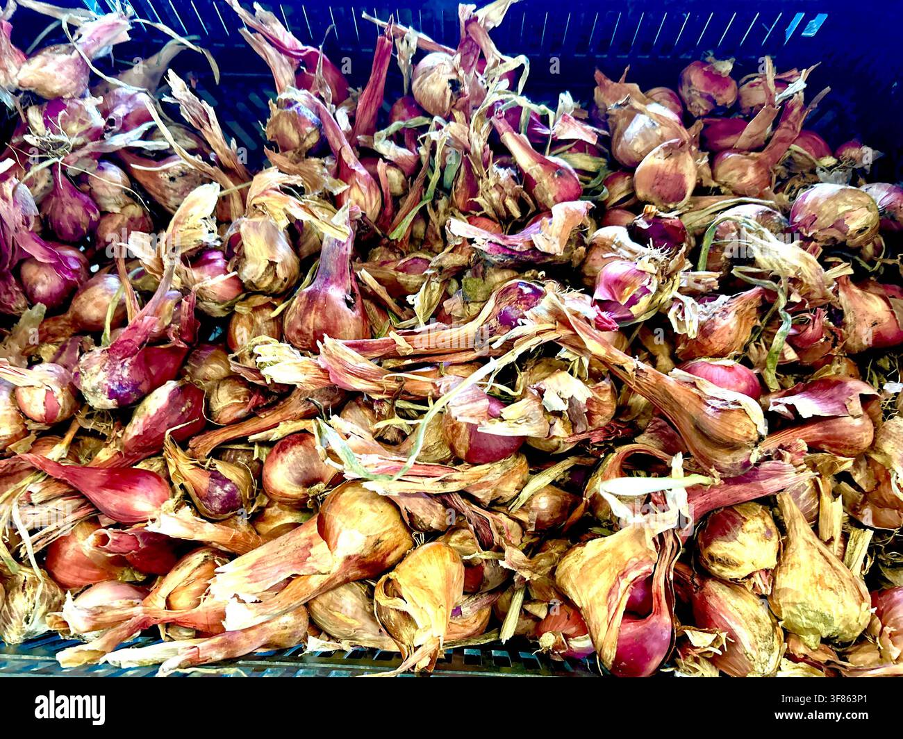 Vari ortaggi a bulbo, scalogno e aglio in una fattoria del New England. Foto Stock