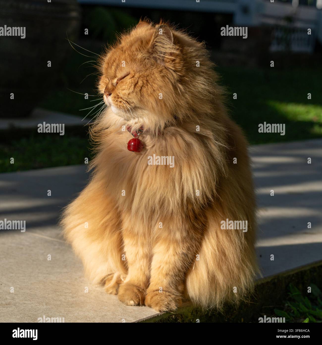 Gatto persiano soffice a pelo lungo e gingillo con collare rosso a campanellino che si prende il sole e chiude gli occhi al Janur Bungalow vicino a Borobudur, Indonesia. Foto Stock
