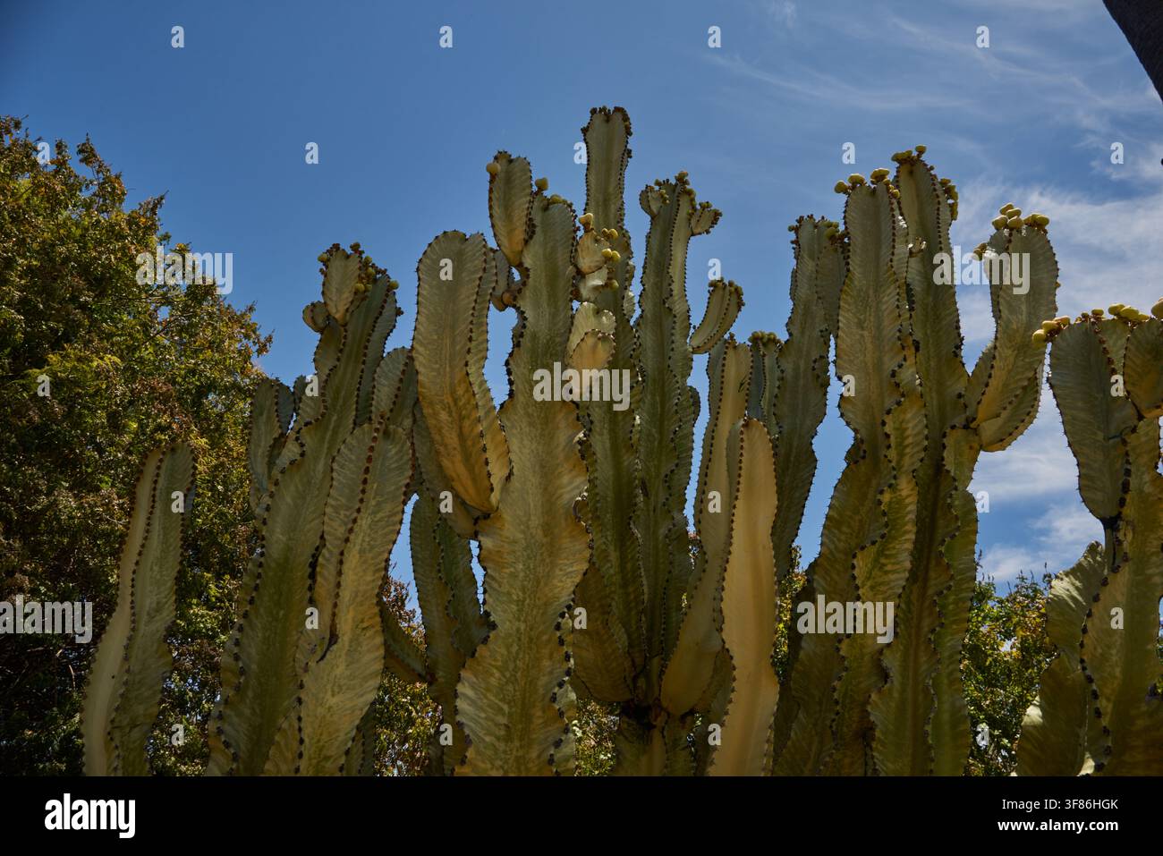 Albero di candelabri Foto Stock