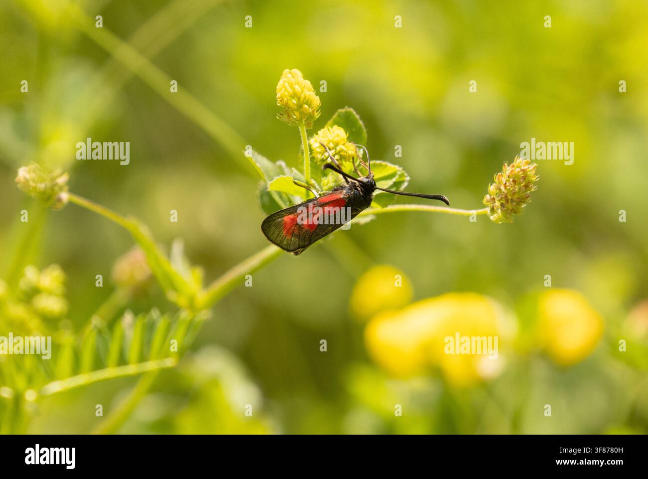Farfalla Burnet trasparente - Zygaena purpuralis Foto Stock