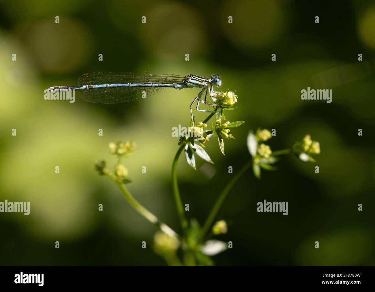 Agrion dalle zampe piumate blu maschio - Platycnemis pennipes Foto Stock