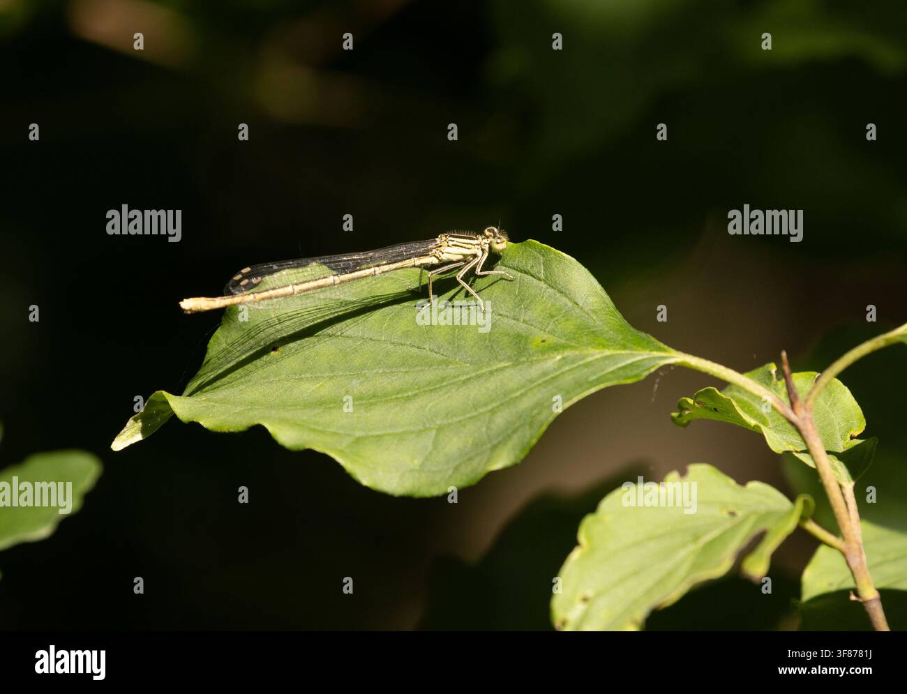 Agrione dalle ali blu femmina - Platycnemis pennipes Foto Stock