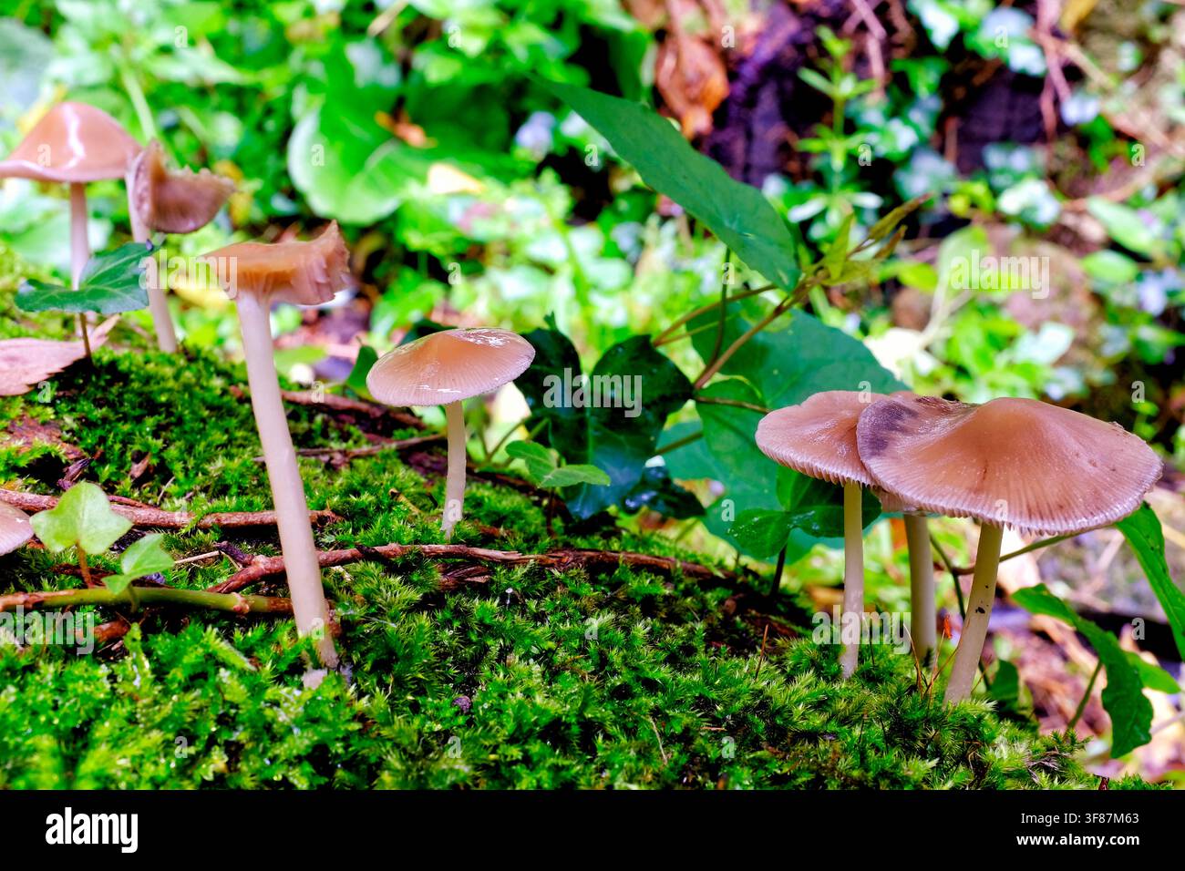 Gruppo di delicati funghi marroni a cappello che crescono su legno coperto di muschio. Dettaglio di funghi del bosco. Foto Stock