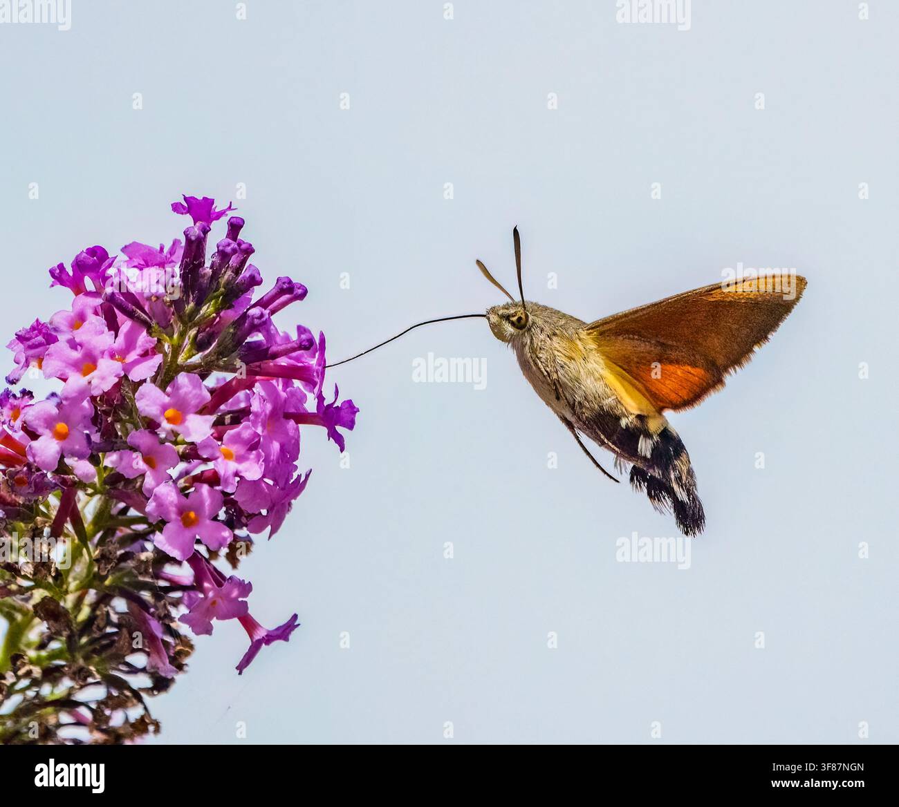 Falena colibrì che si nutre di Buddleia Foto Stock