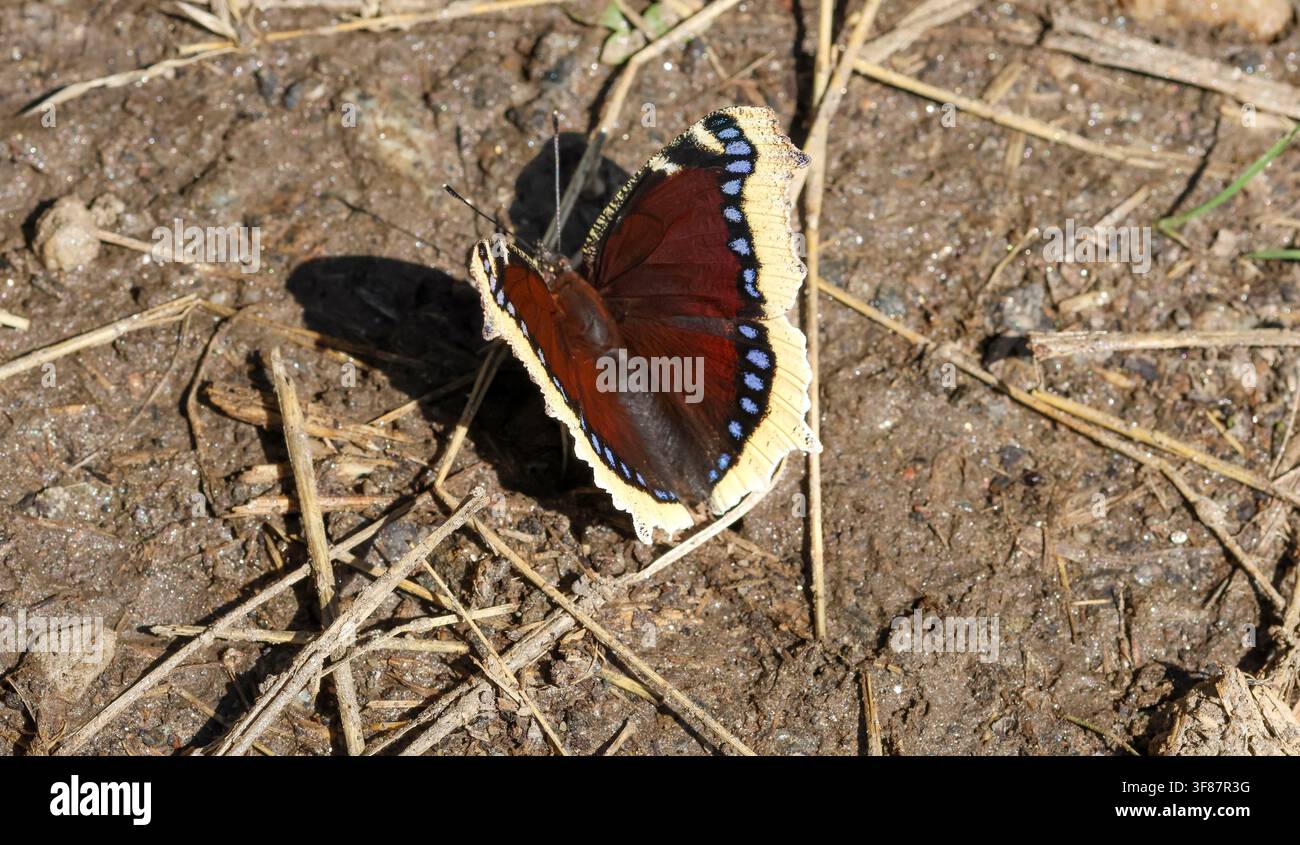 Nymphalis antiopa, la farfalla mantello di lutto, seduta sul terreno con le ali aperte Foto Stock