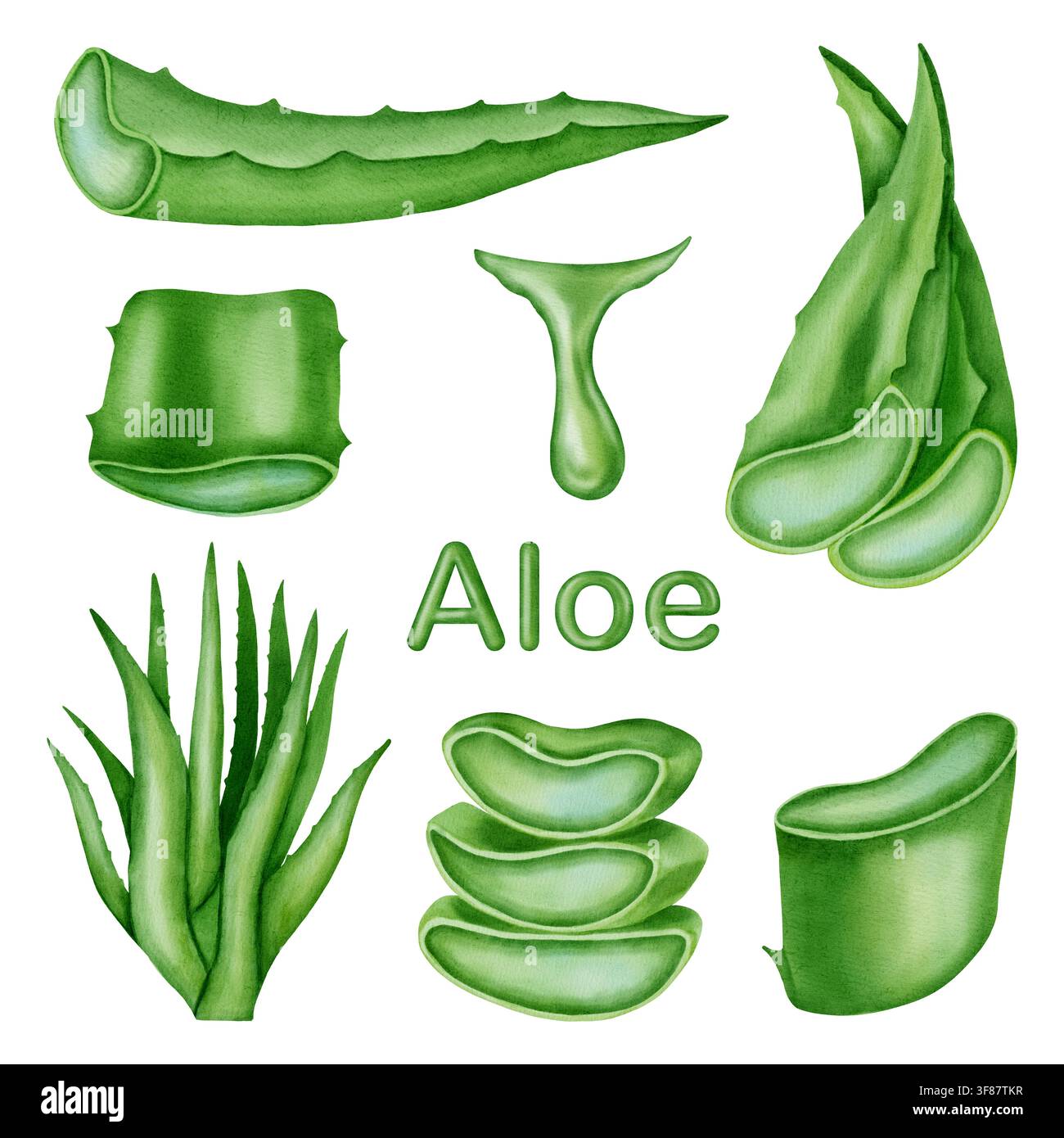 Set di clipart grande in acquerello di aloe vera con foglie, fette, gocce di gel, testo e pianta intera. Collezione botanica per cosmetici organici, medicina e Foto Stock