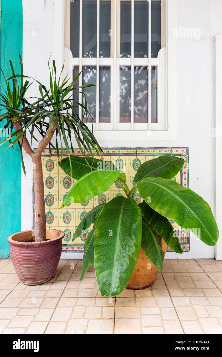 Dettaglio urbano di piante in vaso davanti a un muro e una finestra piastrellati con ornamenti nell'area di conservazione di Blair Plain, Singapore Foto Stock