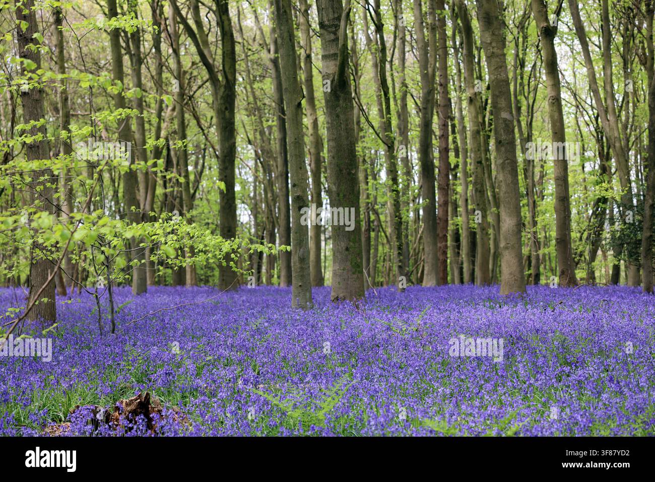 Campanule in una foresta fitta Foto Stock