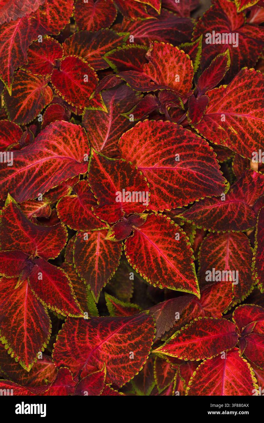 Sfondo floreale astratto di foglie di coleus multicolori brillanti Foto Stock